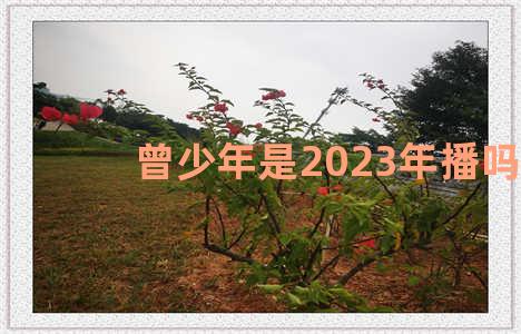 曾少年是2023年播吗